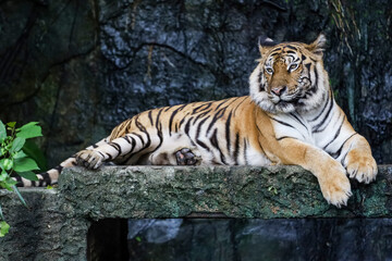 Fototapeta na wymiar Close up bengal tiger is beautiful animal and dangerous in forest