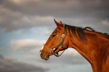 Obraz premium Portrait of thoroughbred horse head against cloudy sky