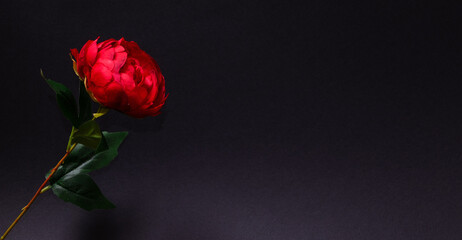 Red rose on a dark background. Valentine's Day, Mother's Day, love, concept. Minimal style.