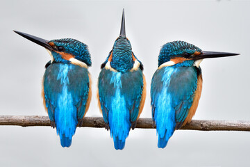 compilation of back view of common kingfisher when perching on branch with various angles to...