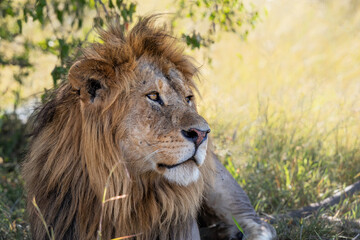Fototapeta na wymiar Lion (Panthera leo) male resting in the Masai Mara National Reserve in Kenya