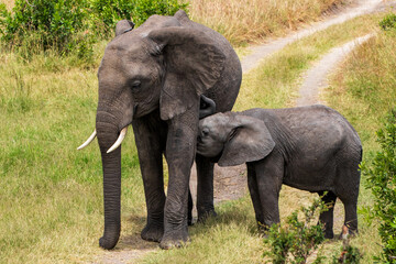 Fototapeta na wymiar elephant family moving around on the savannah of the Masai Mara National Reserve in Kenya