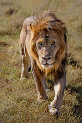 Lion (Panthera leo) male walking in the Masai Mara National Reserve in Kenya