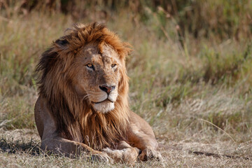 Obraz premium Lion (Panthera leo) male resting in the Masai Mara National Reserve in Kenya