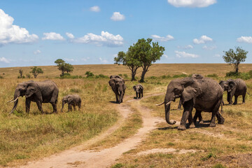 Fototapeta na wymiar elephant family moving around on the savannah of the Masai Mara National Reserve in Kenya