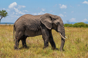 Fototapeta na wymiar elephant moving around on the savannah of the Masai Mara National Reserve in Kenya