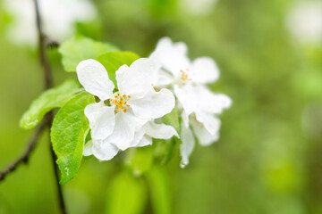 Close up white flowers of blooming apple tree branch in spring orchard