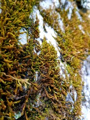 Green moss on a gray stone