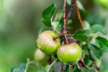 Close up beautiful ripe green apples on branch in orchard garden. Organic sweet fruit hanging on apple tree at farm. Rainy summer day in countryside. Raindrops on ripe apples .