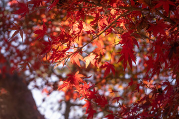 中心が照らされる紅葉