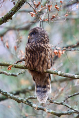 Ural owl perched on a branch