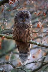 Ural owl perched on a branch