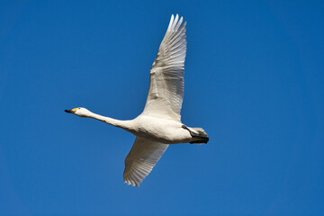 Fototapeta na wymiar 青空を飛ぶ白鳥
