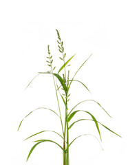 green grass nature isolated on white background