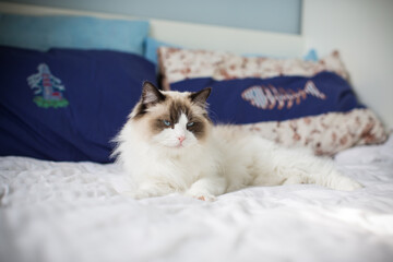 Young beautiful purebred Ragdoll cat at home