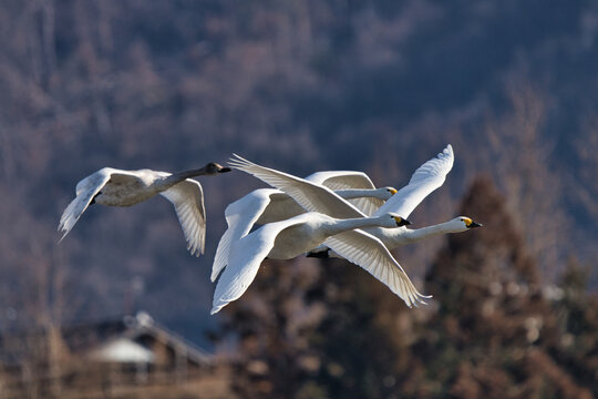 飛ぶ白鳥の群れ
