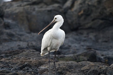 ESPÁTULA COMÚN EN LA COSTA NORTE DE LA ISLA DE TENERIFE
