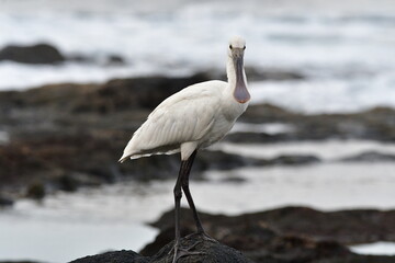 ESPÁTULA COMÚN EN LA COSTA NORTE DE LA ISLA DE TENERIFE