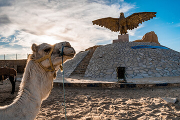 camels in the desert
