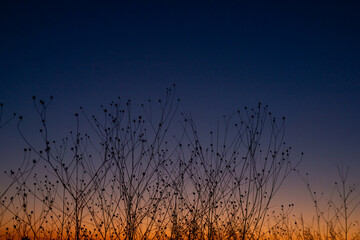 sunset in the grass, Fall, Landscape, background, blue, city, dry grass, golden hour, gradient, minimalism, orange, silhouette, sky, sunset, sunset, sky, sun, nature, grass, sunrise,  clouds, evening