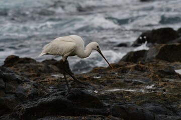 ESP&Aacute;TULA COM&Uacute;N EN LA COSTA NORTE DE LA ISLA DE TENERIFE