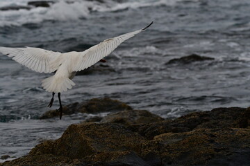 ESPÁTULA COMÚN EN LA COSTA NORTE DE LA ISLA DE TENERIFE