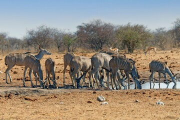 Grosser Kudu, Weibchen