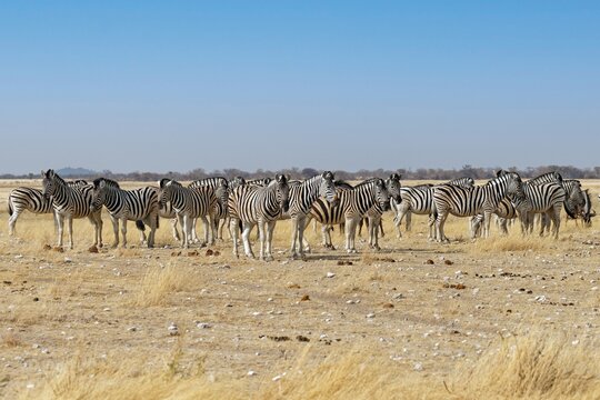 Steppenzebras in der Etosha