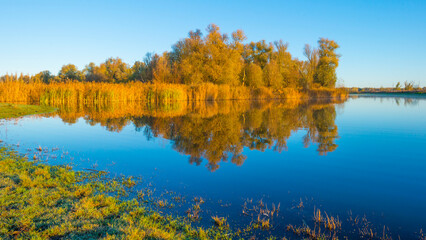 Green yellow reed along the edge of a lake in bright sunlight at sunrise in autumn, Almere, Flevoland, The Netherlands, November 22, 2021