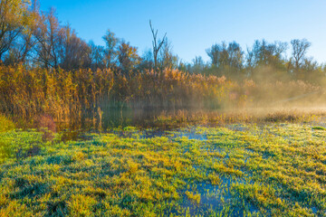 Green yellow reed along the edge of a misty lake in bright sunlight at sunrise in autumn, Almere, Flevoland, The Netherlands, November 22, 2021