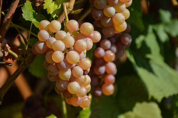 Bunches of ripe RPS grapes in the vineyard