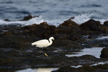 GARCETA COMÚN EN LA COSTA NORTE DE LA ISLA DE TENERIFE
