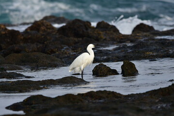 GARCETA COMÚN EN LA COSTA NORTE DE LA ISLA DE TENERIFE