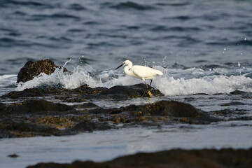 GARCETA COMÚN EN LA COSTA NORTE DE LA ISLA DE TENERIFE