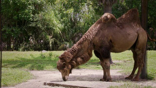 Camel walking in natural reserve