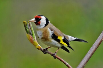 Chardonneret élégant (Carduelis carduelis), Neuchâtel, Suisse.