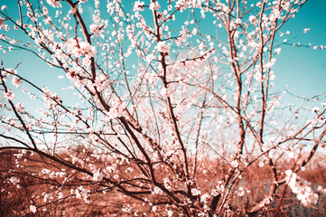 Fototapeta na wymiar Close-up Beautiful Cherry Blossoms Tree In Spring Sunbeam