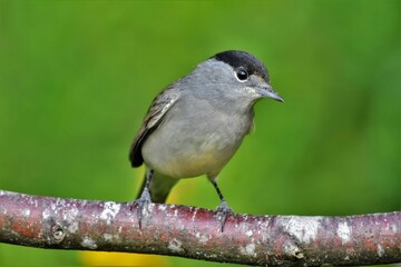 fauvette &agrave; t&ecirc;te noire m&acirc;le (Sylvia atricapilla), Neuch&acirc;tel, Suisse.