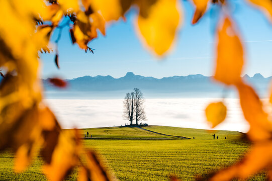 single tilia tree framed by autumn leaves with Stockhorn range in the background