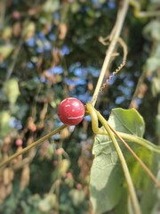 Shivlingi ,bryonia laciniosa a medicinal plant. Seeds are used in a medicine. Ayurvedic medicine. 