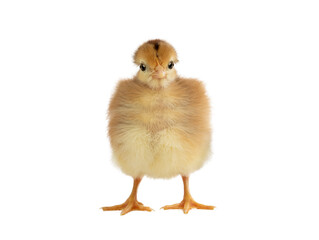 Fototapeta premium little chicken isolated on white background