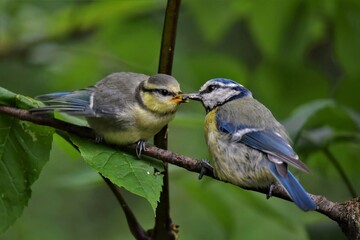 Mésanges bleues (Cyanistes caeruleus), Neuchâtel, Suisse.
