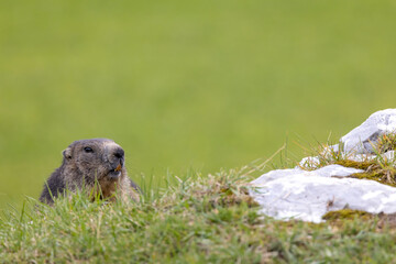 Marmot near Tignes,  Tarentaise Valley, Department Savoie,  Auvergne-Rhone-Alpes region, France