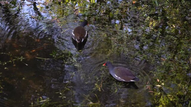 Two Common Gallinule Blue Gray Water Birds with orange and yellow beaks swimming, feeding in tropical pond in native habitat under shade of tree-- late afternoon sun.