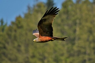 Milan royal (Milvus milvus), Neuchâtel, Suisse.