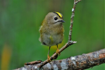 Roitelet huppé  (Regulus regulus), Neuchâtel, Suisse.