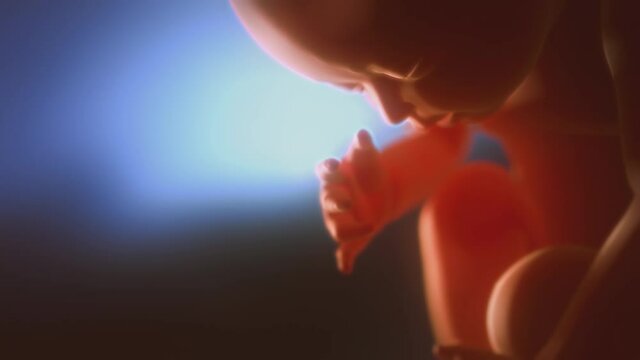 Human fetus opening eyes. Child in the womb on a blue background. 