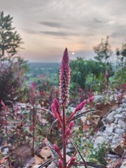 flowers in the morning