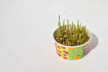Grass leaves grow from seed in planting cups
