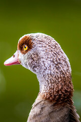 An egyptian goose or also called nil goose looking for food in a meadow at the so called Kalscheurer Weiher, a pond in Cologne Germany.
